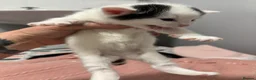 Domestic Shorthair cats for sale: 3 beautiful female kittens aged 5 weeks - Advert 12