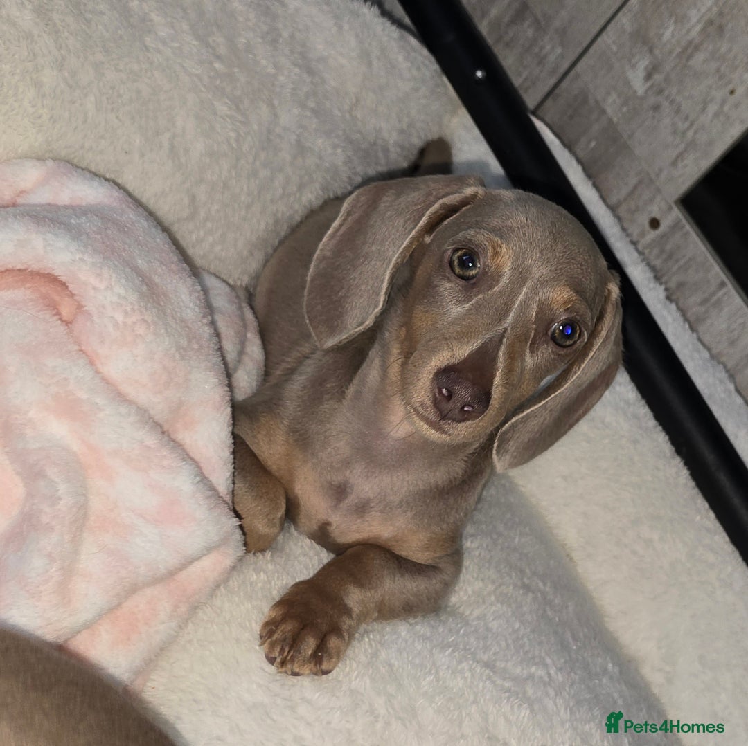 Miniature Dachshund dogs for sale: miniature dachshund - Image 1