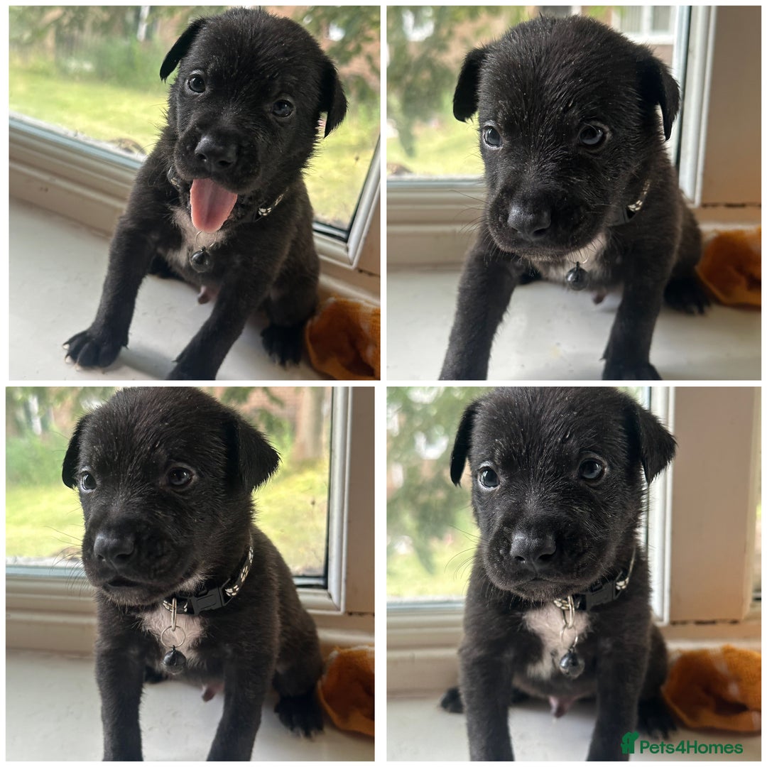 Mixed Breed dogs for sale: Staffy x Belgian Malinos  - Image 15