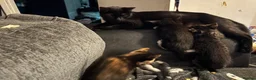 Mixed Breed cats for sale: 4 Beautiful, healthy kittens in Southend-on-Sea - Advert 6