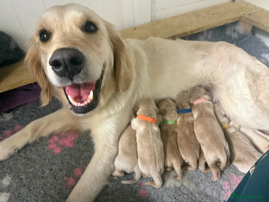Golden Retriever dogs for sale: Golden Retriever Puppies ready on 17th may - Advert 1