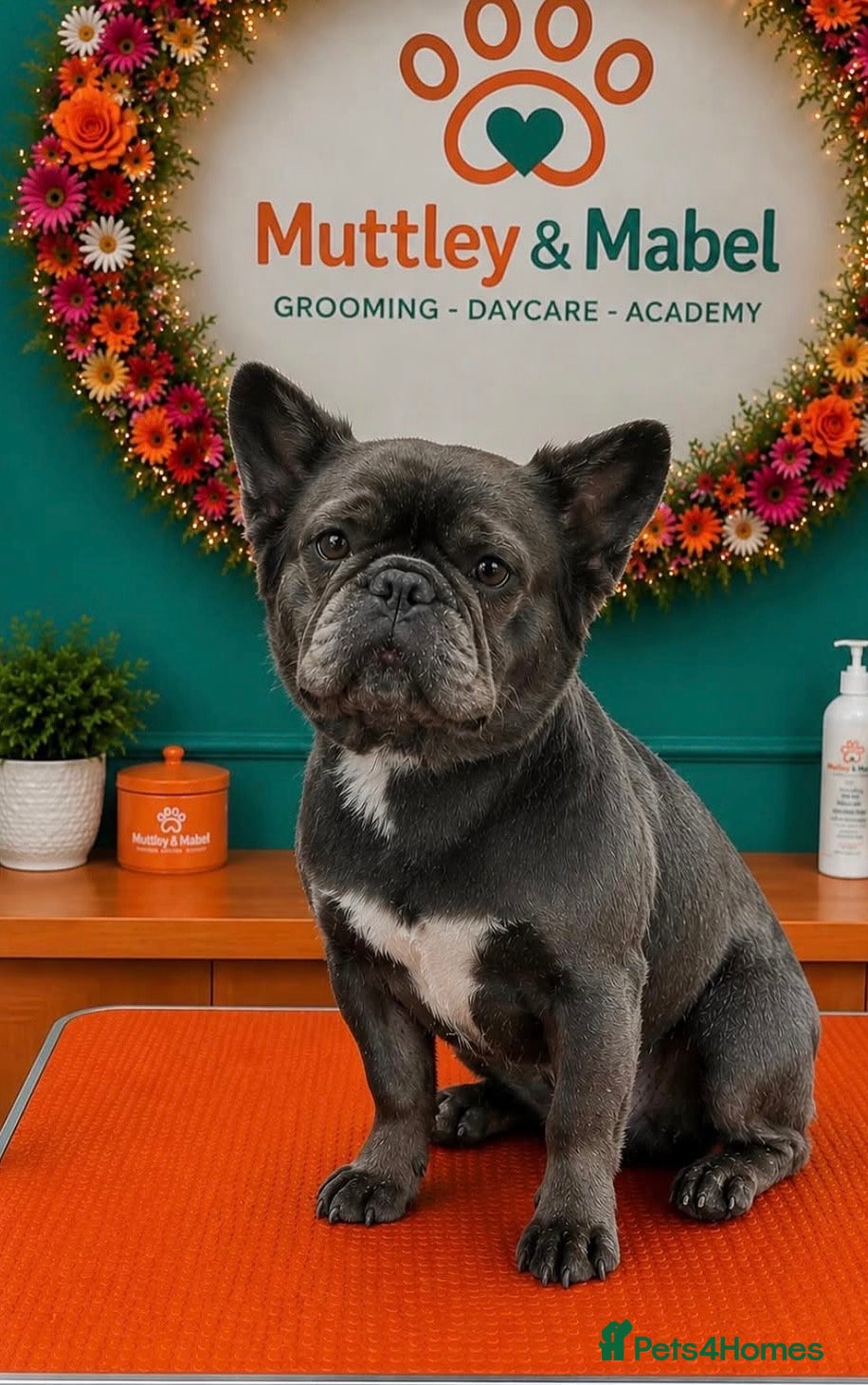 French Bulldog dogs 10 Week Old French Bulldogs For Sale.  - Advert 2