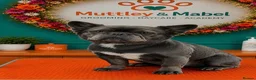 French Bulldog dogs for sale: 10 Week Old French Bulldogs For Sale.  in Colchester - Advert 2