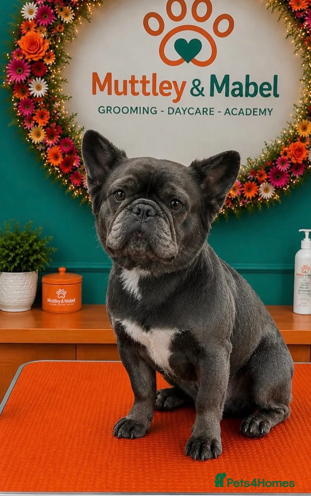 French Bulldog dogs for sale: 10 Week Old French Bulldogs For Sale.  in Colchester - Advert 2