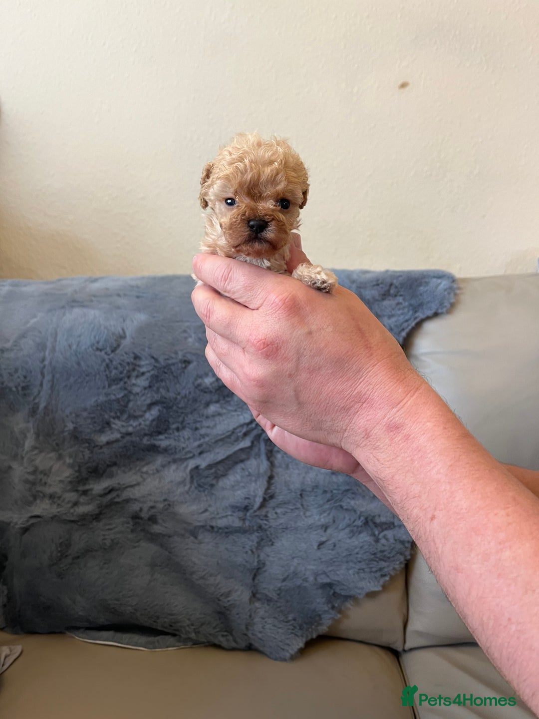 Shihpoo dogs for sale: beautiful shihpoo litter - Image 34