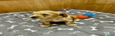 Cockapoo Puppy 1