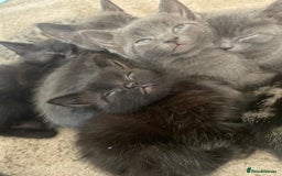 Domestic Shorthair cats for sale: Grey/tabby/black kittens - Image 3