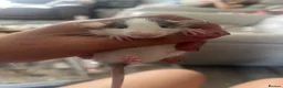 Rat rodents for sale: Baby dumbo rats  in Grantham - Advert 9