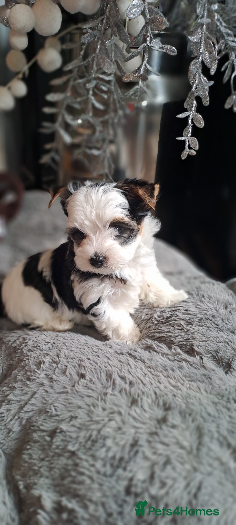 Biewer Terrier dogs Last Beautiful Biewer Boy left❤️ - Advert 11