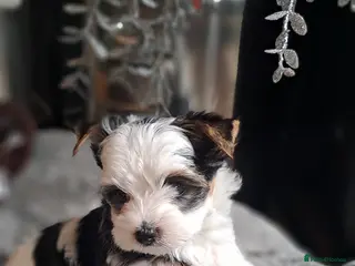 Biewer Terrier dogs One Beautiful Biewer Boy left❤️ - Advert 9