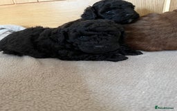 Cavapoo dogs for sale: **CAVAPOO F1B PUPS** - Image 6