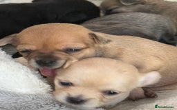 Chug dogs for sale: 6 beautiful chug puppies for sale ❤️ - Image 16