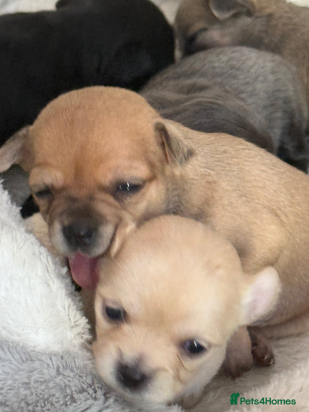 Chug dogs for sale: 6 beautiful chug puppies for sale ❤️ - Image 16