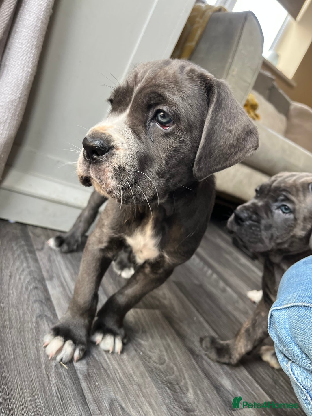 Cane Corso dogs for sale: Purebred Cane Corso puppies  - Image 33