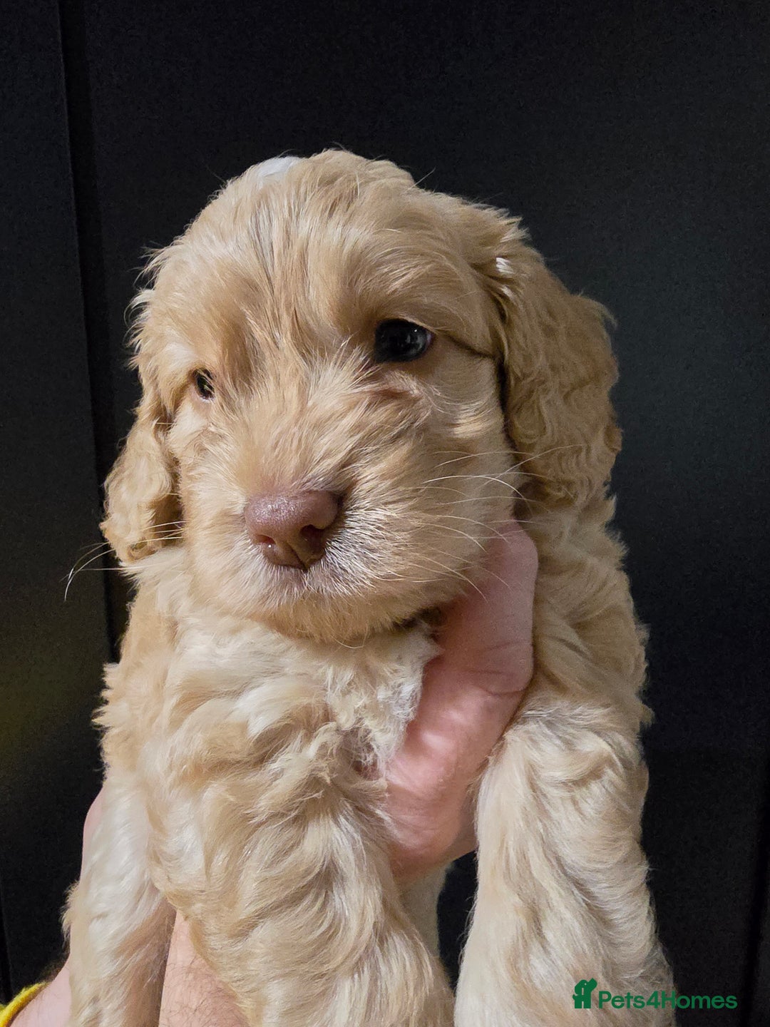 Cockapoo dogs for sale: F1 cockapoo puppies - extensive health tests - Advert 23