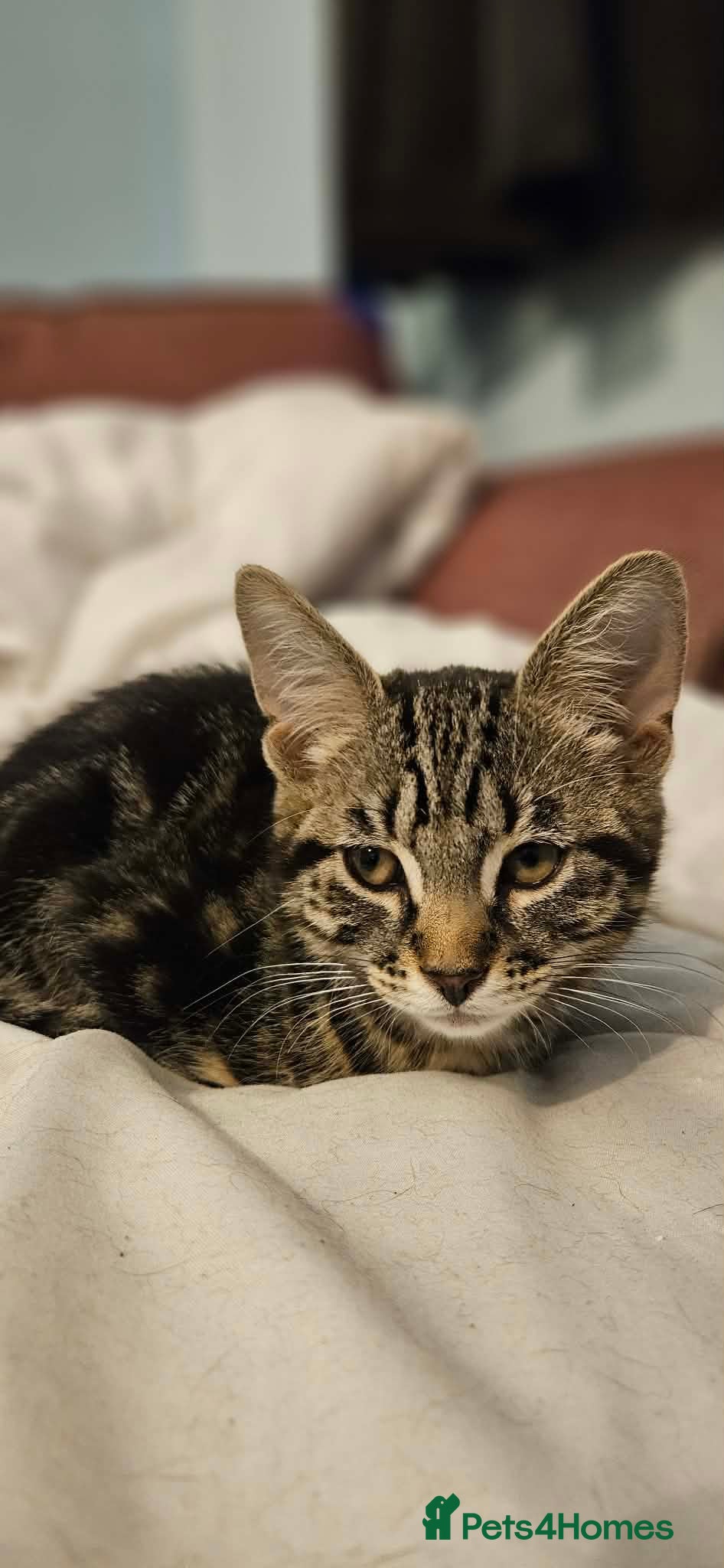 Mixed Breed cats Two Kittens - Ready for Furever Home - Advert 1
