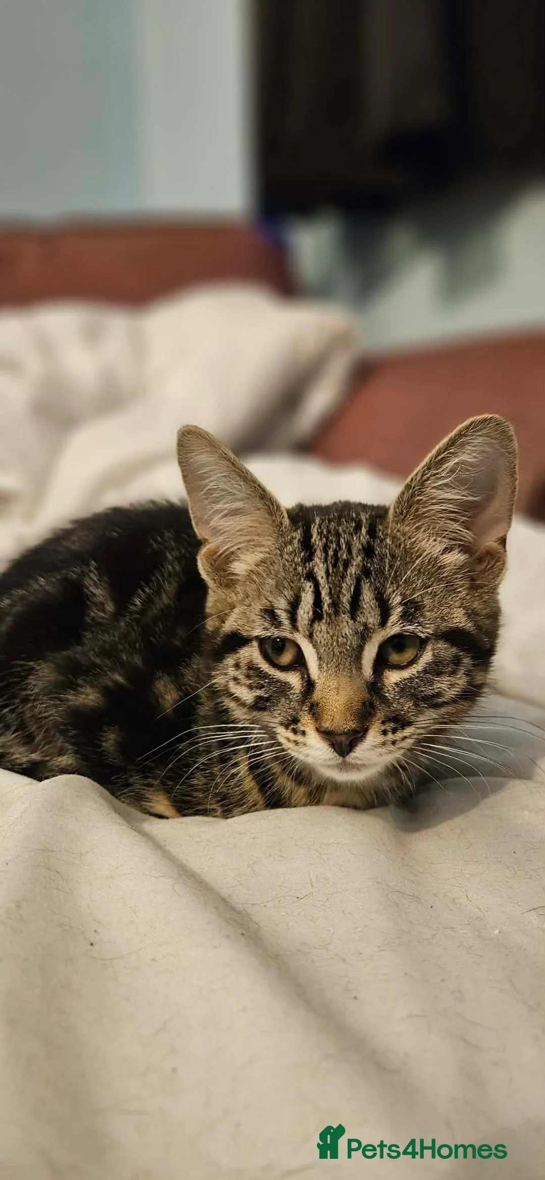 Mixed Breed cats for sale: Two Kittens - Ready for Furever Home in Grantham - Advert 1