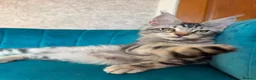Maine Coon cats for sale: TICA Pedigree Registered Maine Coon Kittens - Advert 32