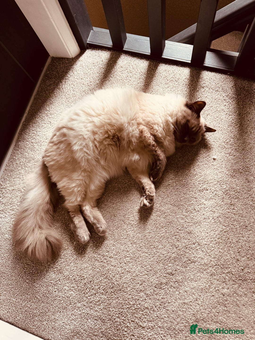 Ragdoll cats for sale: Beautiful Male Pure Full Breed Ragdoll Cat - Advert 6