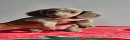 Dachshund dogs for sale: Beautiful Miniature Dachshund  - Advert 23
