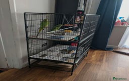 Parrots birds for sale: LOVELY PARR0TS WITH CAGE - Image 6