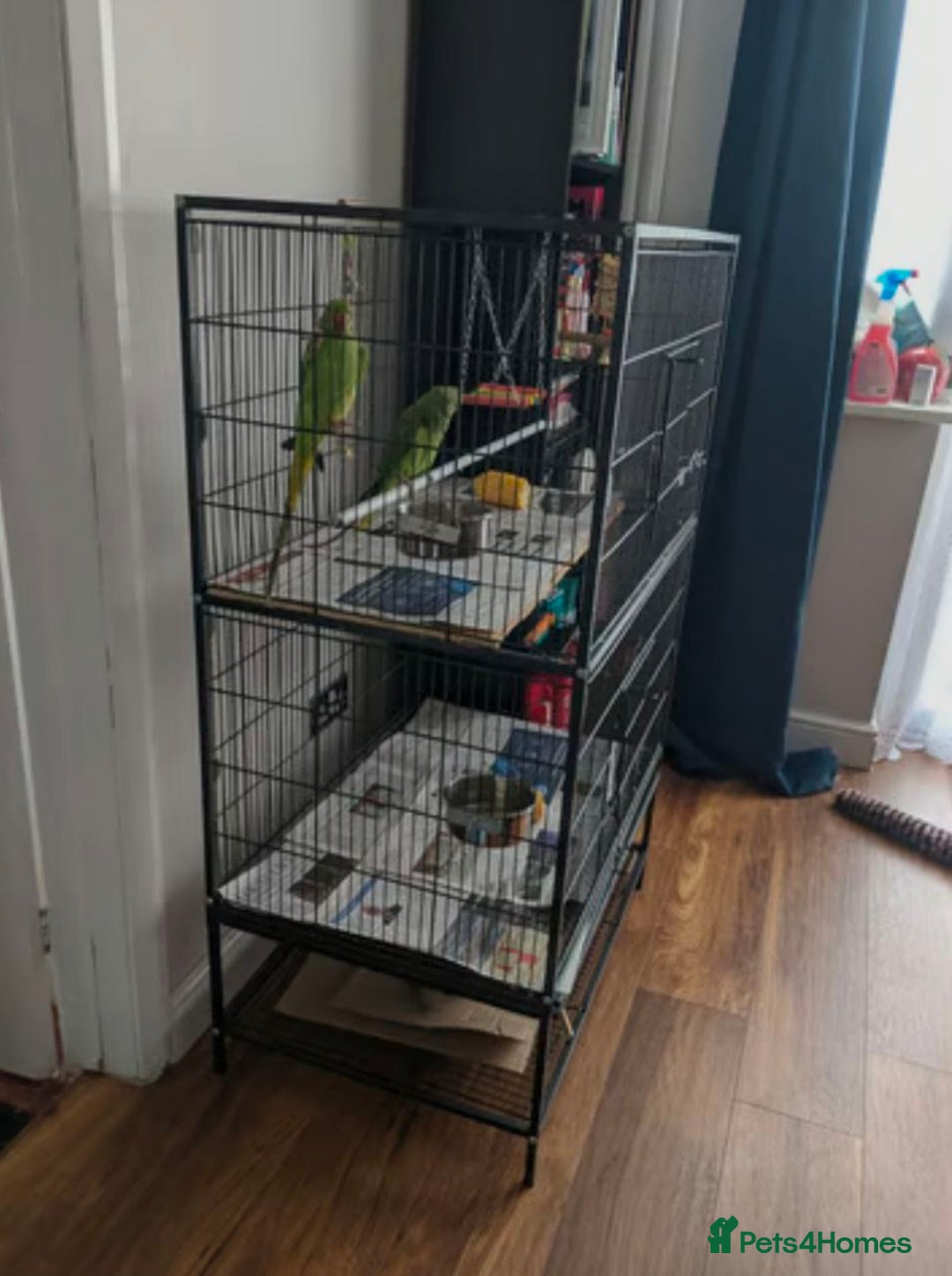 Parrots birds for sale: LOVELY PARR0TS WITH CAGE - Image 6