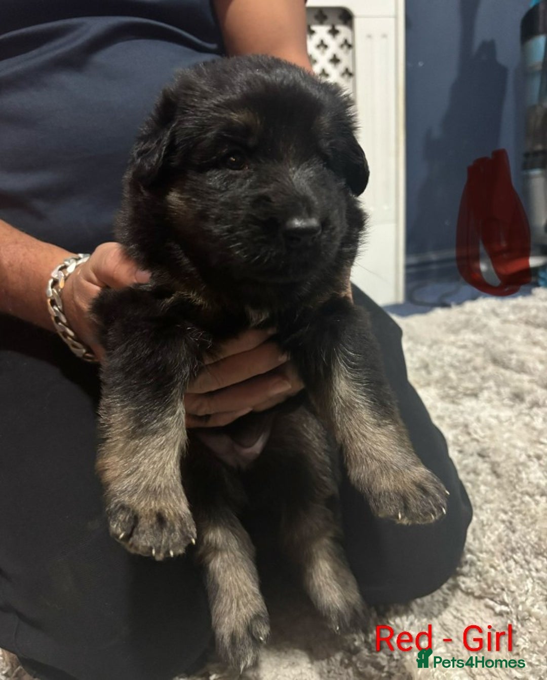 German Shepherd dogs for sale: German Shepherd Puppy's  - Advert 12