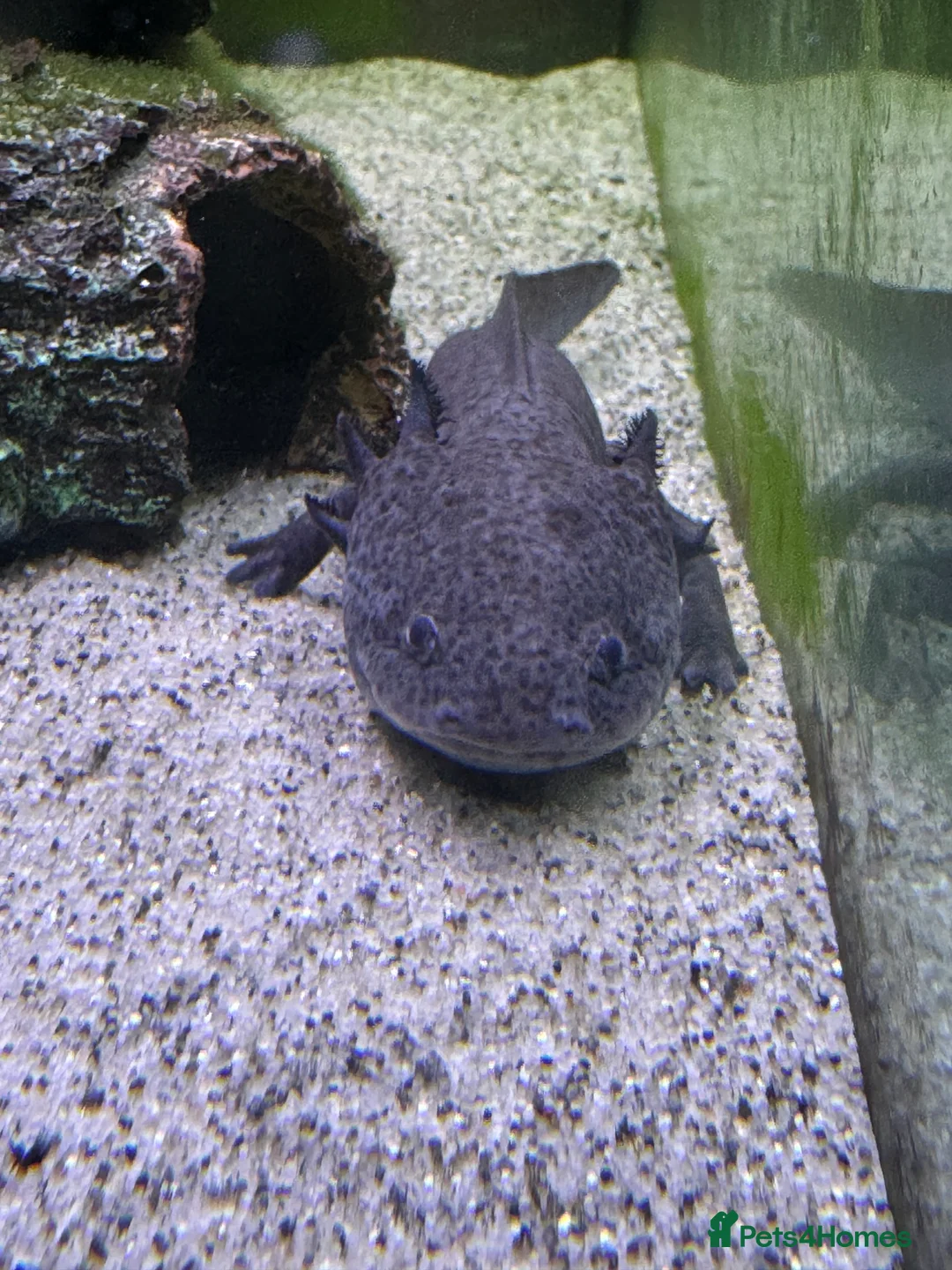 Axolotl reptiles for sale: Two Axolotyls and Full Tank Set-up - Advert 3