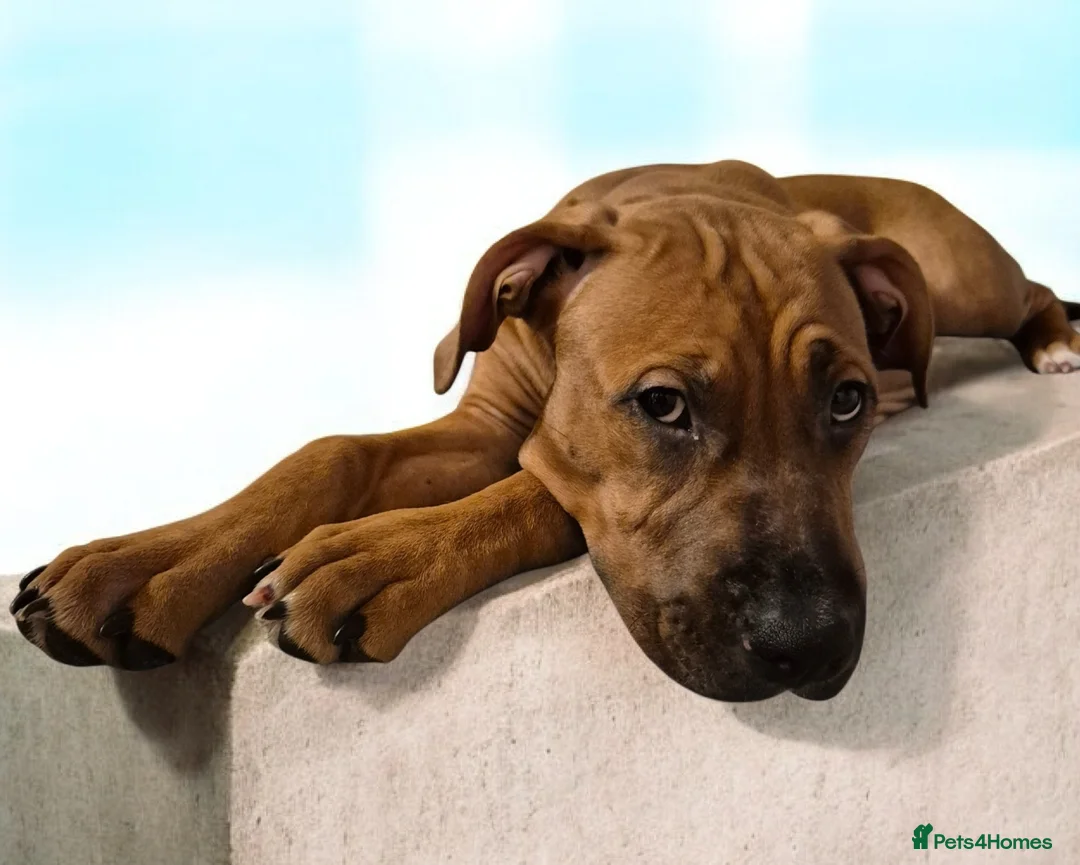 Mixed Breed dogs for sale: Bullmastiff Cross Puppies  - Advert 4