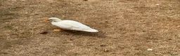 Ducks poultry for sale: White Call Duck Pair of Duck and Drake - Advert 4
