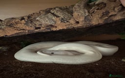Python Snake reptiles for sale: Superfire Male Ball Python with setup - Image 1