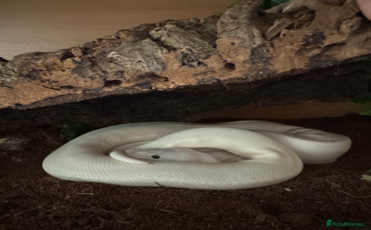Python Snake reptiles - Advert 1