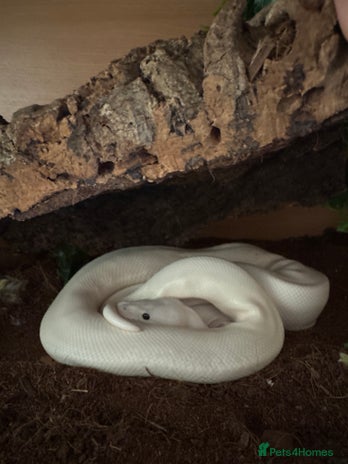 Python Snake reptiles - Advert 2