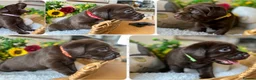 Labrador Retriever dogs for sale: STUNNING Chocolate Labrador Puppies  - Advert 1