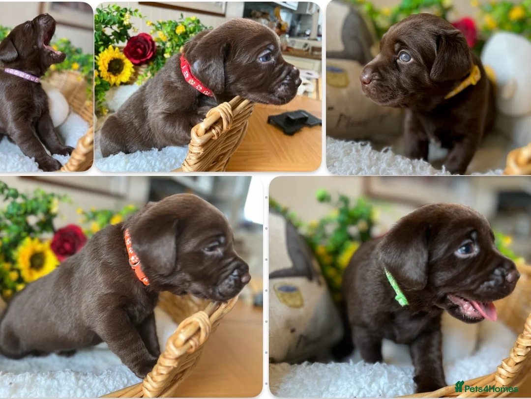 Labrador Retriever dogs for sale: STUNNING Chocolate Labrador Puppies  - Advert 1