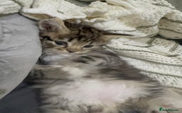 Ragdoll cats for sale: Ragdoll and Russian blue mix - Image 4