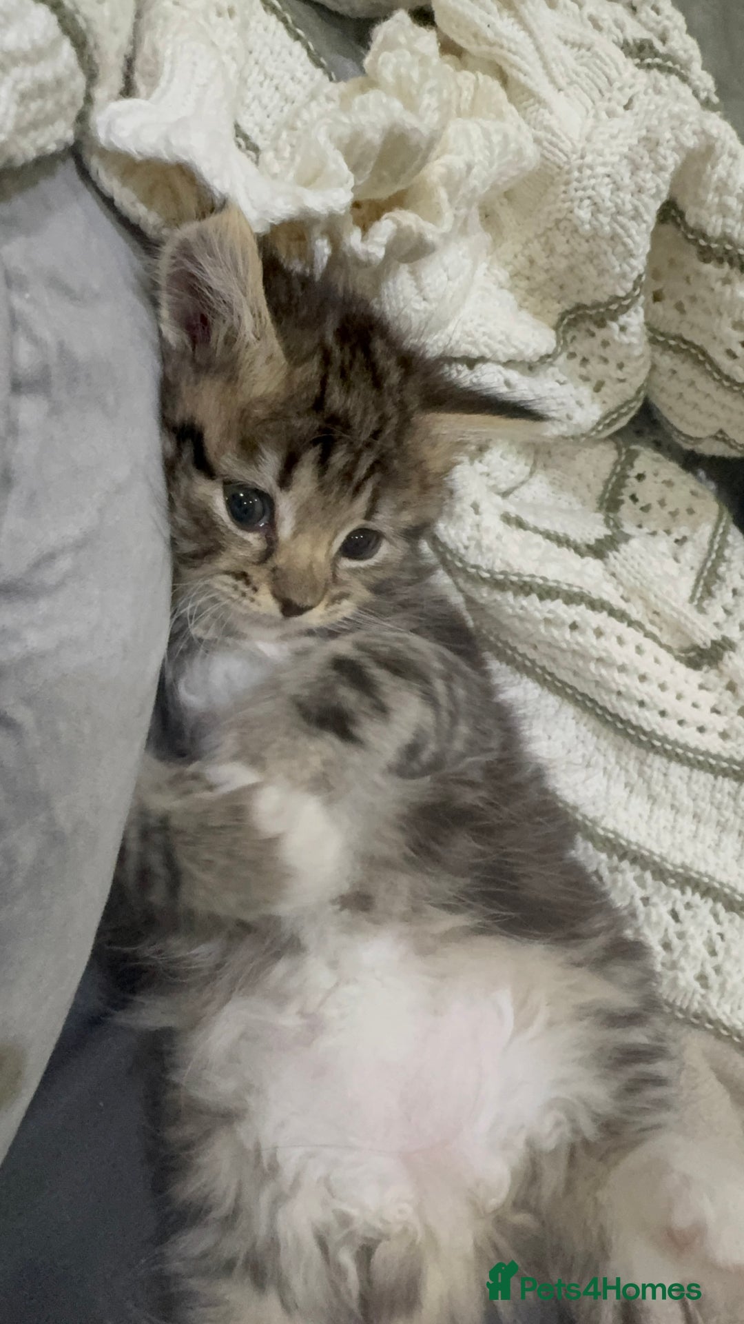 Ragdoll cats for sale: Ragdoll and Russian blue mix - Image 4