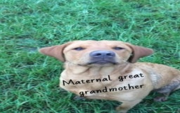 Labrador Retriever dogs for sale: Pure bred labrador puppies - Image 4