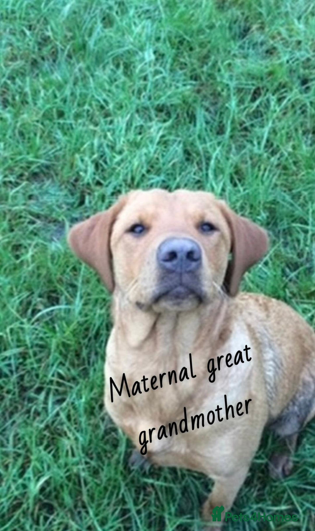 Labrador Retriever dogs for sale: Pure bred labrador puppies - Image 4