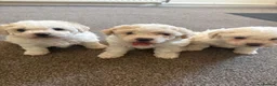 Bichon Frise dogs for sale: Puppies for sale bichon frise breed , 6 weeks old  - Advert 6