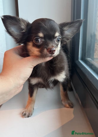 Chihuahua dogs READY TO GO Chocolate GIRL TINY Chihuahua Longhair - Advert 4