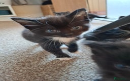 Mixed Breed cats for sale: Persian mixed breed kittens  - Image 8