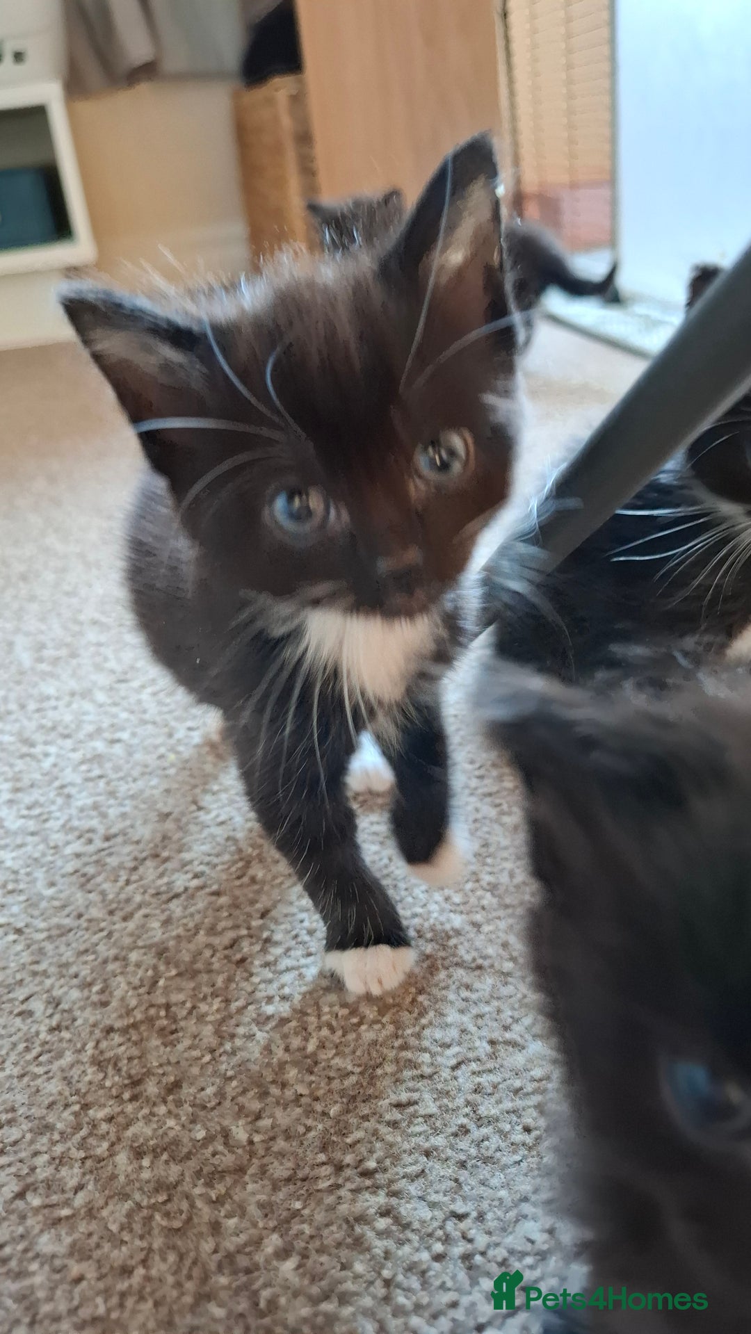 Mixed Breed cats for sale: Persian mixed breed kittens  - Image 8