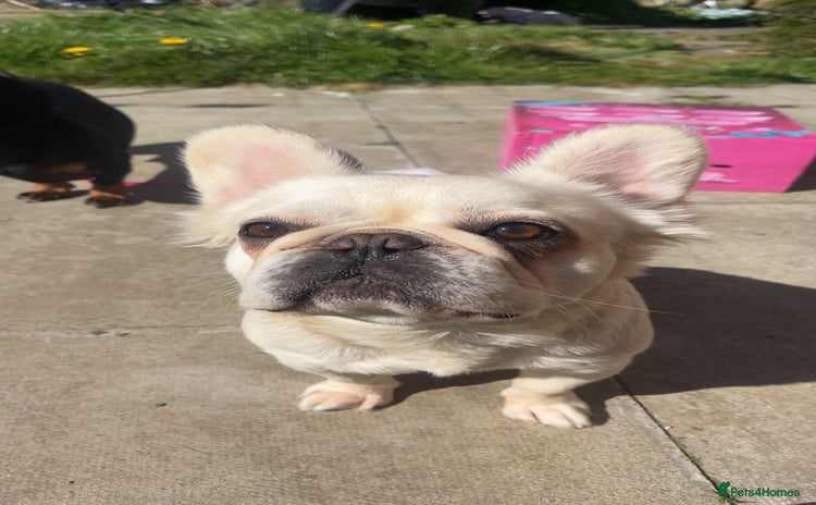 French Bulldog dogs - Advert 2