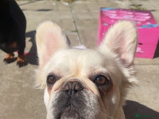 French Bulldog dogs - Advert 11