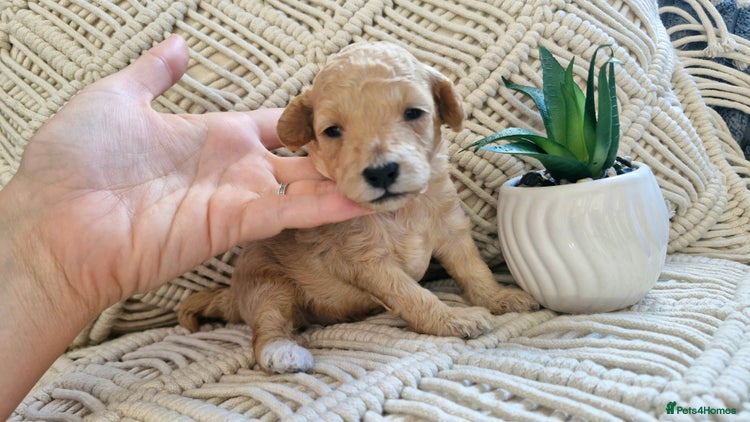 Toy Poodle dogs - Advert 16