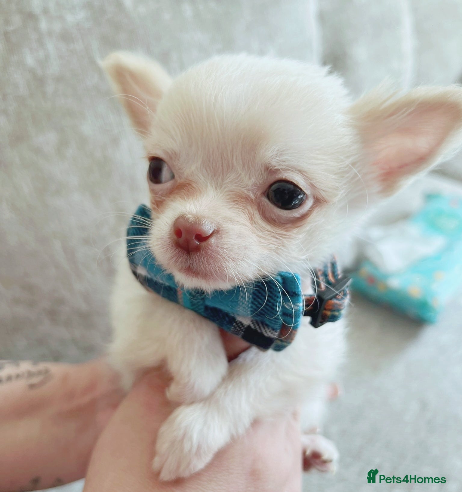 Chihuahua dogs REDUCED last cream/white boy long Coat chihuahua - Advert 9