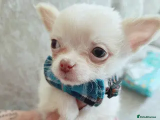 Chihuahua dogs REDUCED last cream/white boy long Coat chihuahua - Advert 1