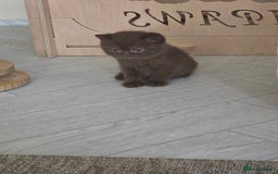 British Shorthair cats for sale: GCCF Chocolate British Shorthair kittens  - Image 7