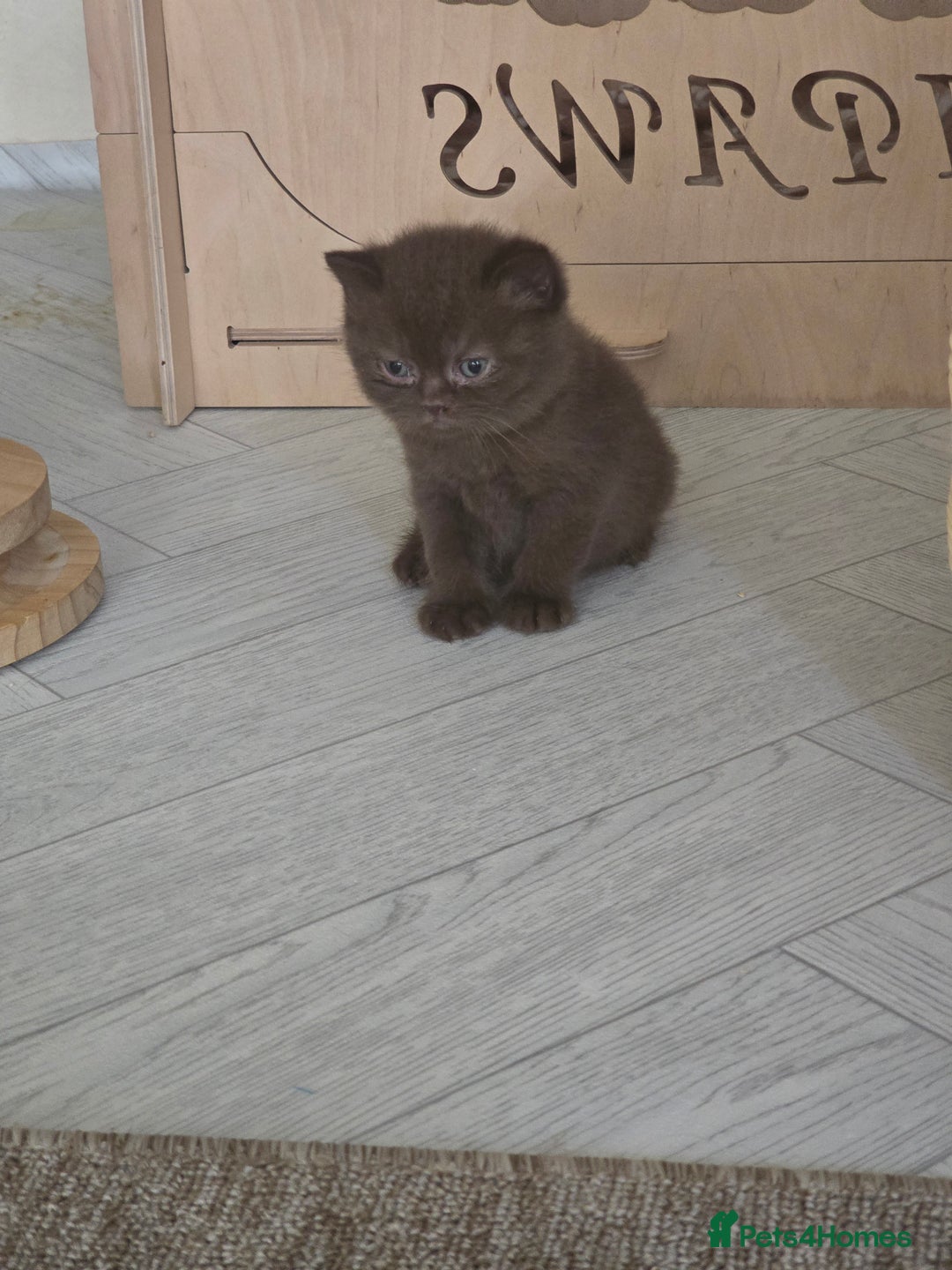 British Shorthair cats for sale: GCCF Chocolate British Shorthair kittens  - Image 7